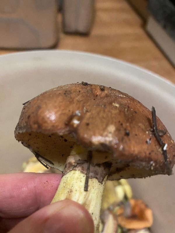 ������� ������� ���: ������� ���� ��� ��������� � ������������� �������