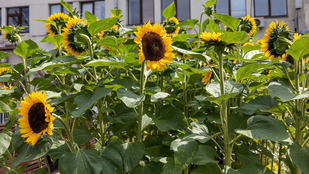 ������������ ��� ������������ ����: ����� �������� ���������