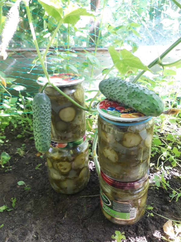 ��� ��������� ������ �������: ������� ������ ��������-�������� ������ �� ����