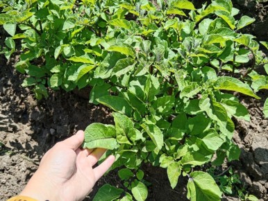 ������ ��������� ���������� � ���������: ������� ��������� �������� � ��� ������� �� �����