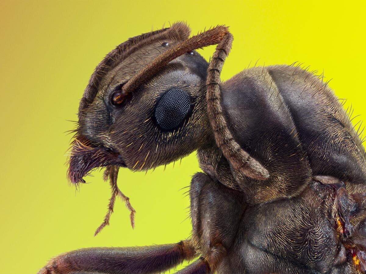 Эффективные способы борьбы с муравьями на кухне