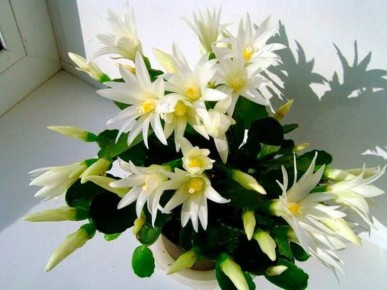 ��� ���������� ���������� ��������� ��������: ������ �� ����� ������