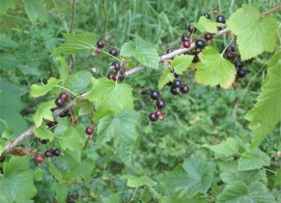 ���������� ��������� � ����: �� �������� �������� ������