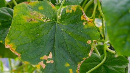 Огурцы под защитой: молочная сыворотка против мучнистой росы