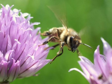 ��� �������� ���� ��� �� ����������� ������� � ������� ��������� �������