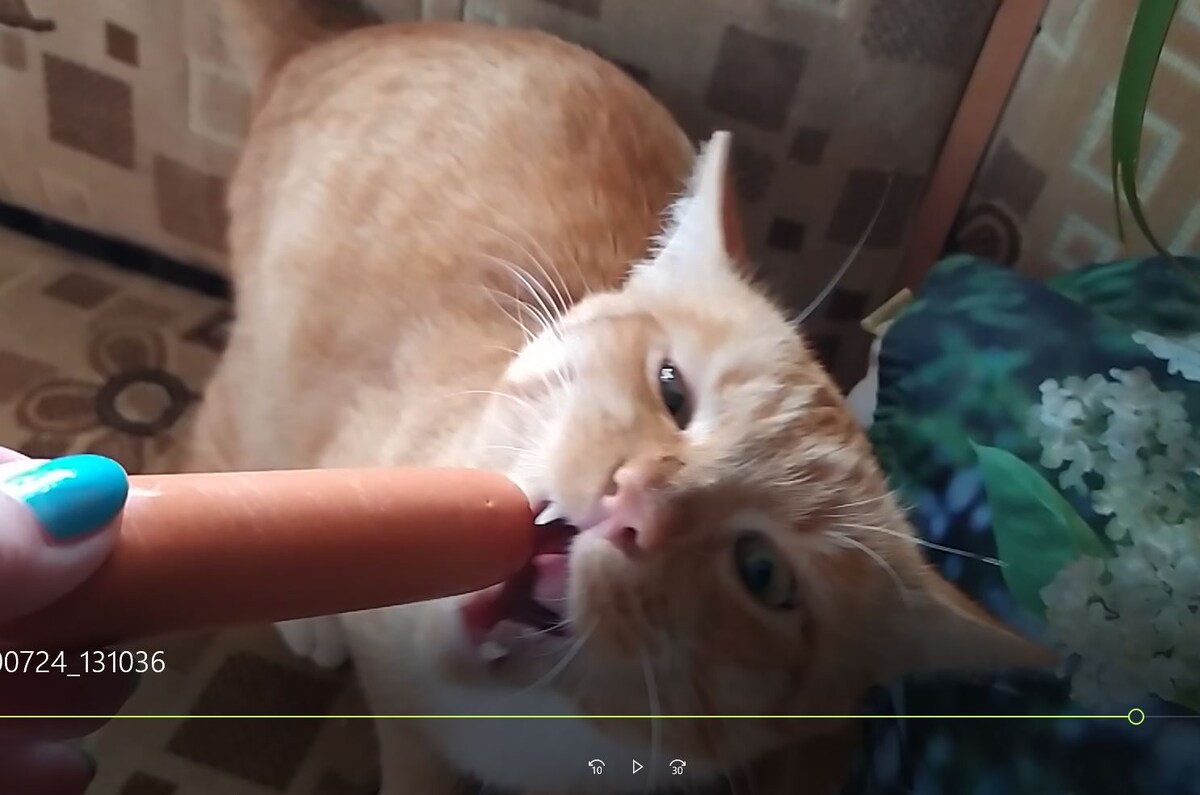 Когда коты становятся судьями: тайны сосисок и пищевых подделок