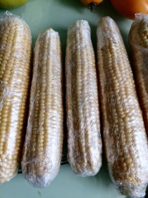 Выращивание кукурузы: как получить богатый урожай в Сибири