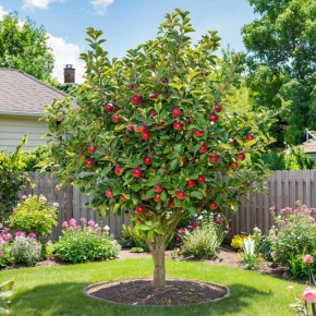 Как правильно подкармливать яблоню: лучшие рекомендации для щедрого урожая