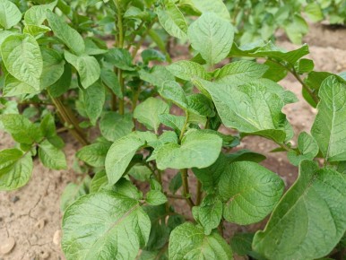 Июль: время решающей борьбы за урожай картофеля