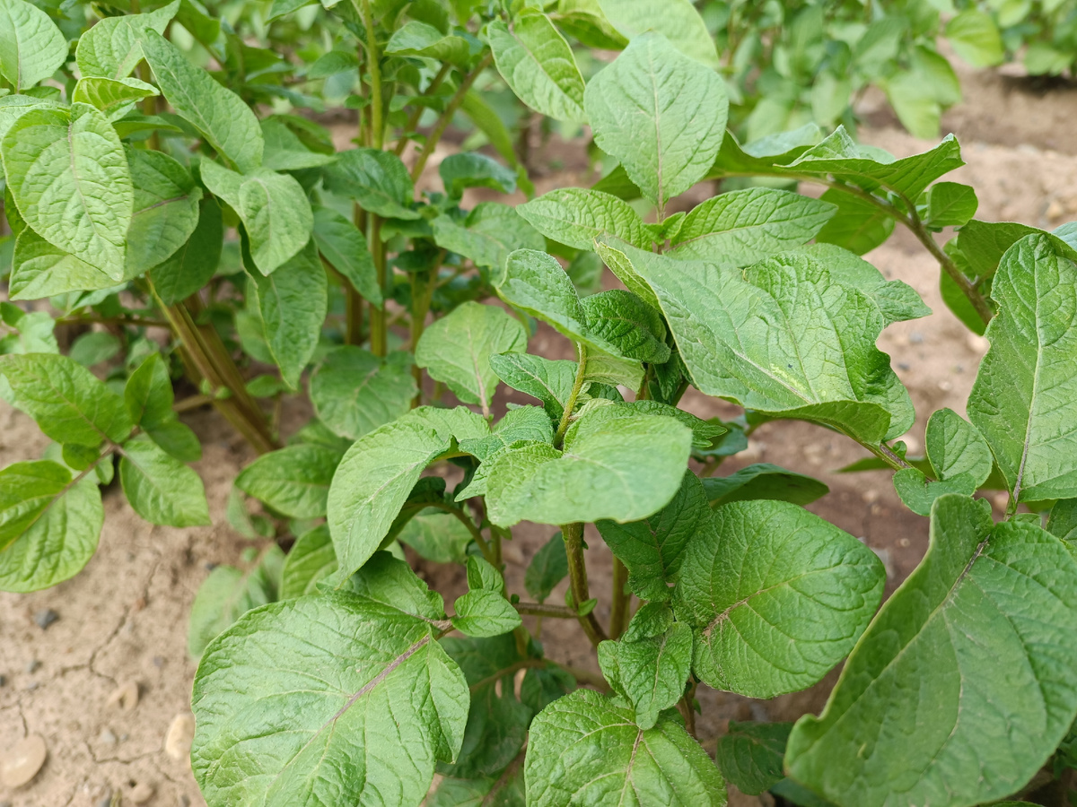 Июль: время решающей борьбы за урожай картофеля