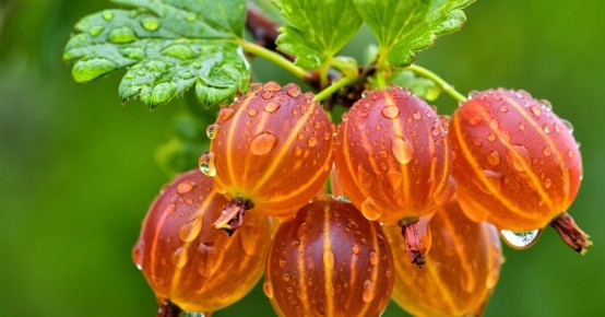 Крыжовник: какие сорта стоит избегать и почему