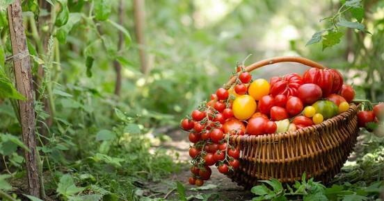 Секреты успешного выращивания томатов в теплице: Полив и подкормка