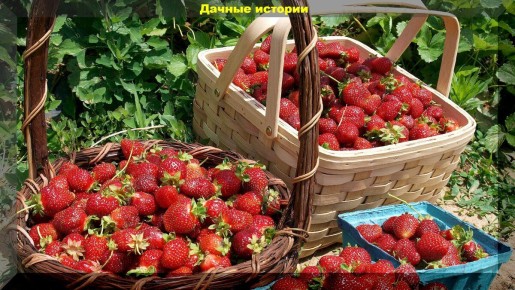 Клубника после сбора урожая: практическое руководство по уходу