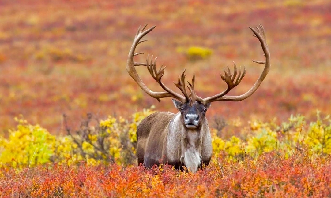 Аляска: Как живут, что едят и чем удивляют