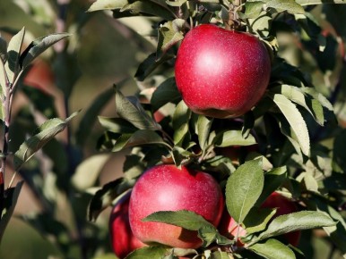 На российском рынке стартует сертификация свежих фруктов по новому экологическому стандарту