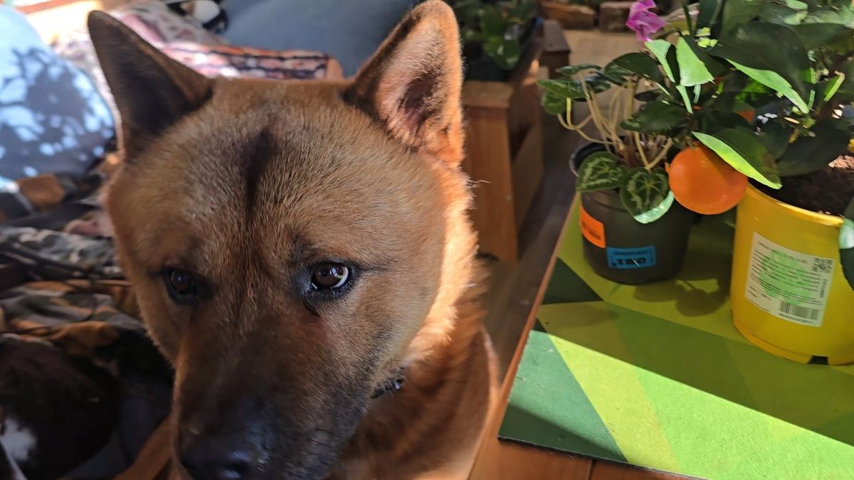 Неожиданные находки: цитрусовые деревья из ОБИ