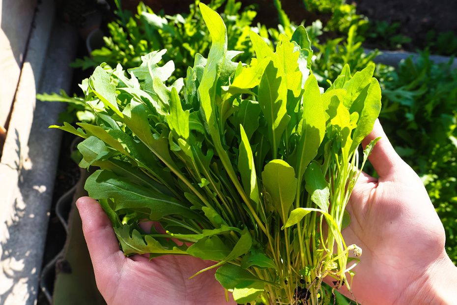 ������� �������: ��� ������ ������� ���� ���� � ������� ��������