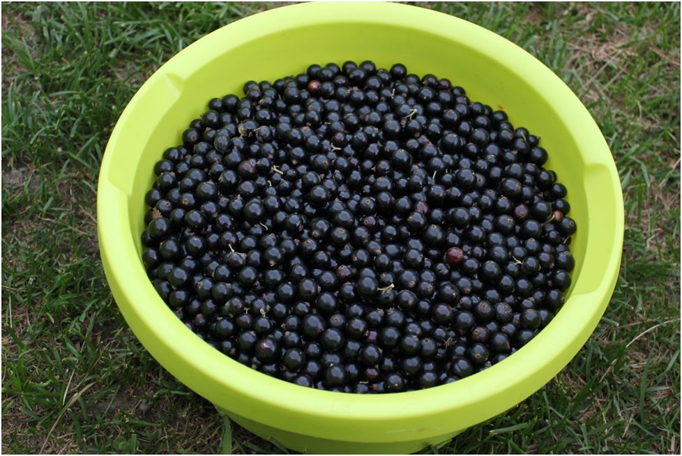 ������ ��������� ������ ��������� �� ����: ������, ������� � ���������