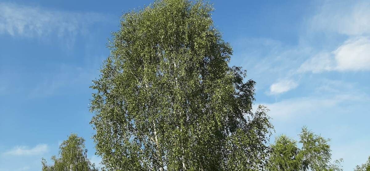 Эксперимент Клары Девис: что может рассказать еда малышей