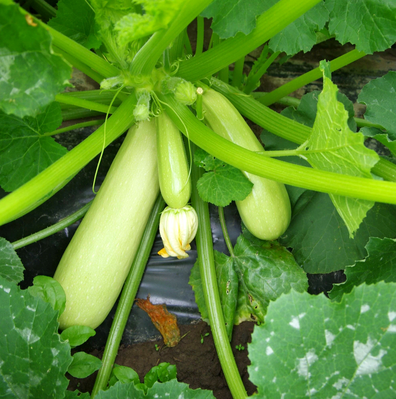 Кабачок: универсальность и польза летнего героя