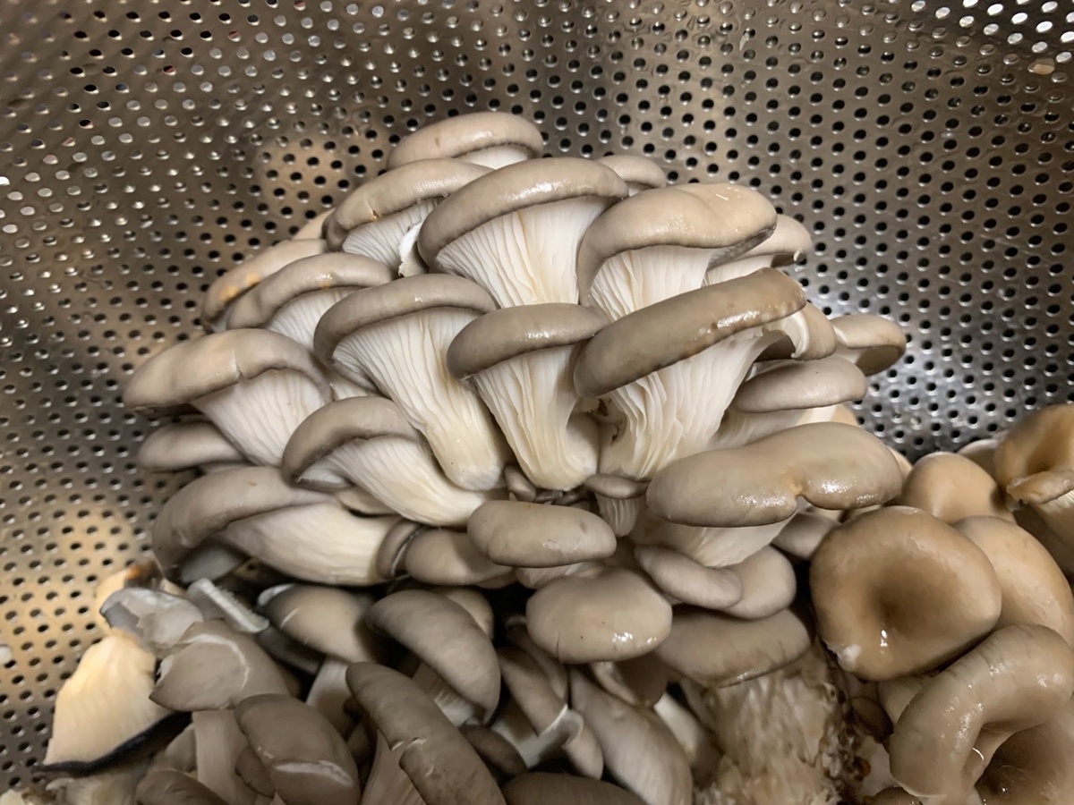 Искусство жарки грибов: как избежать водянистости и добиться идеальной корочки