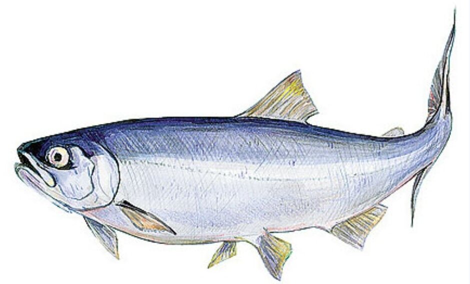 Тайны сёмги: разнообразие видов на Русском Севере