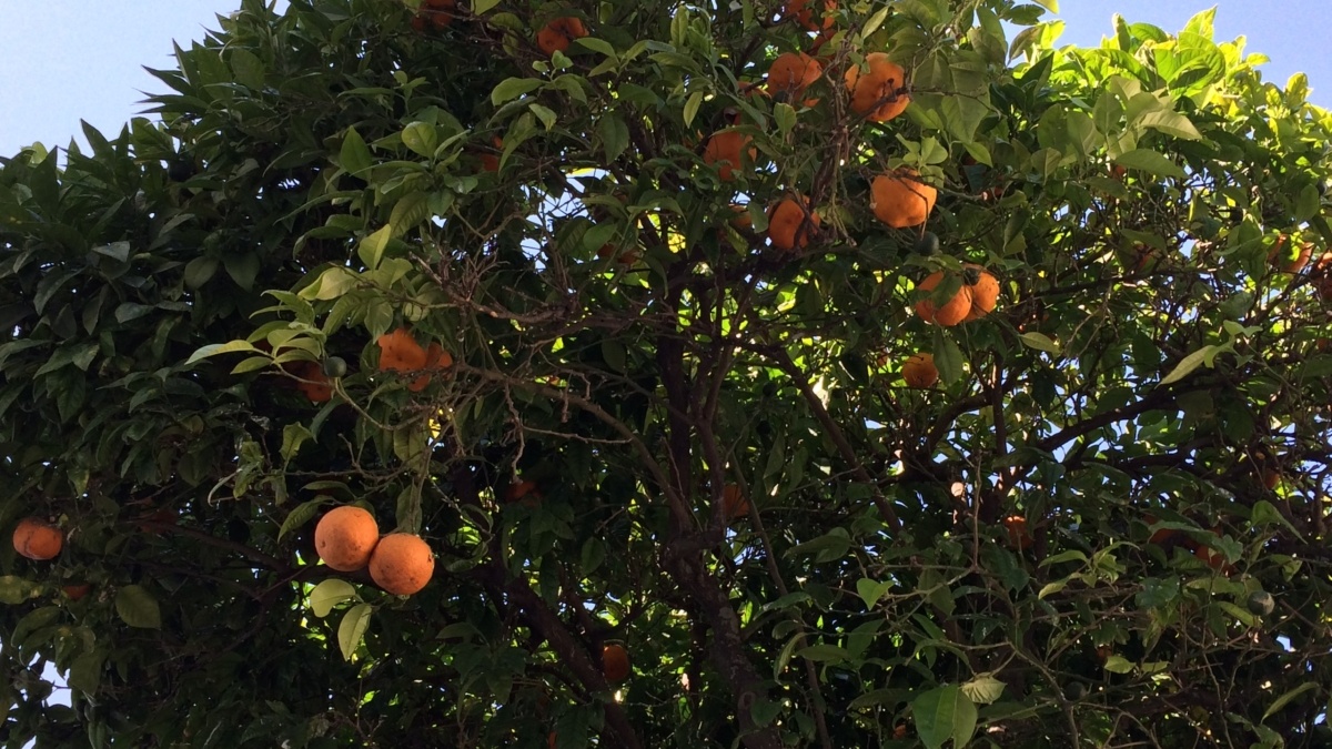 Как вырастить мандарин из косточки: секреты успешного ухода