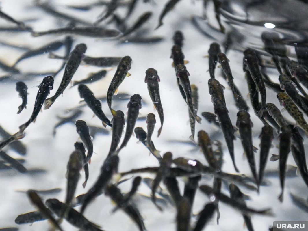 ���������� ������� ������ � ���������� ����: ������� � �����������