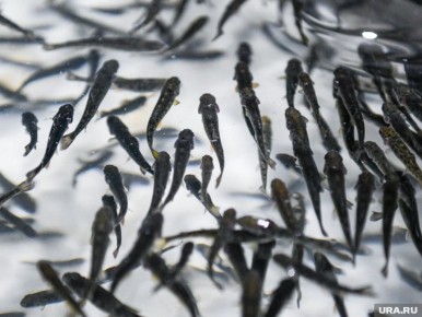 Сокращение запасов трески в Баренцевом море: причины и последствия