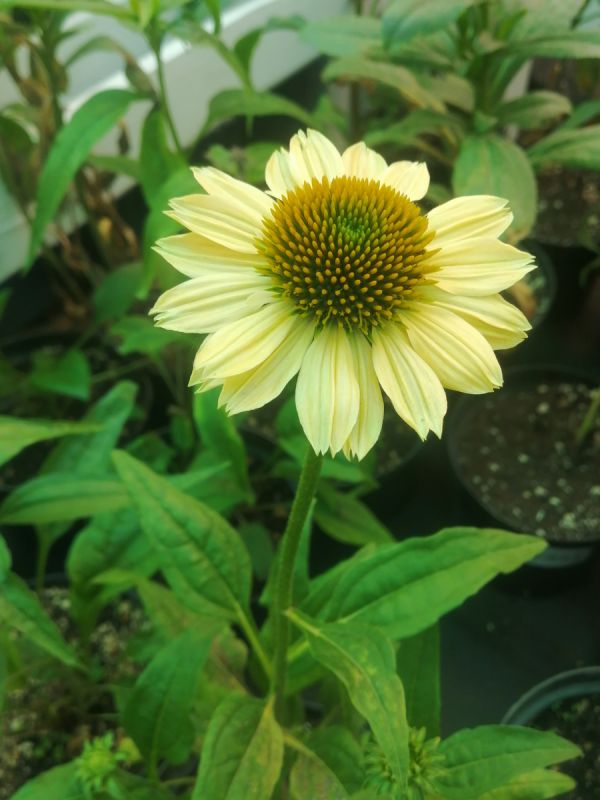 � ��������� ����: �������, ����� � ���������� ������