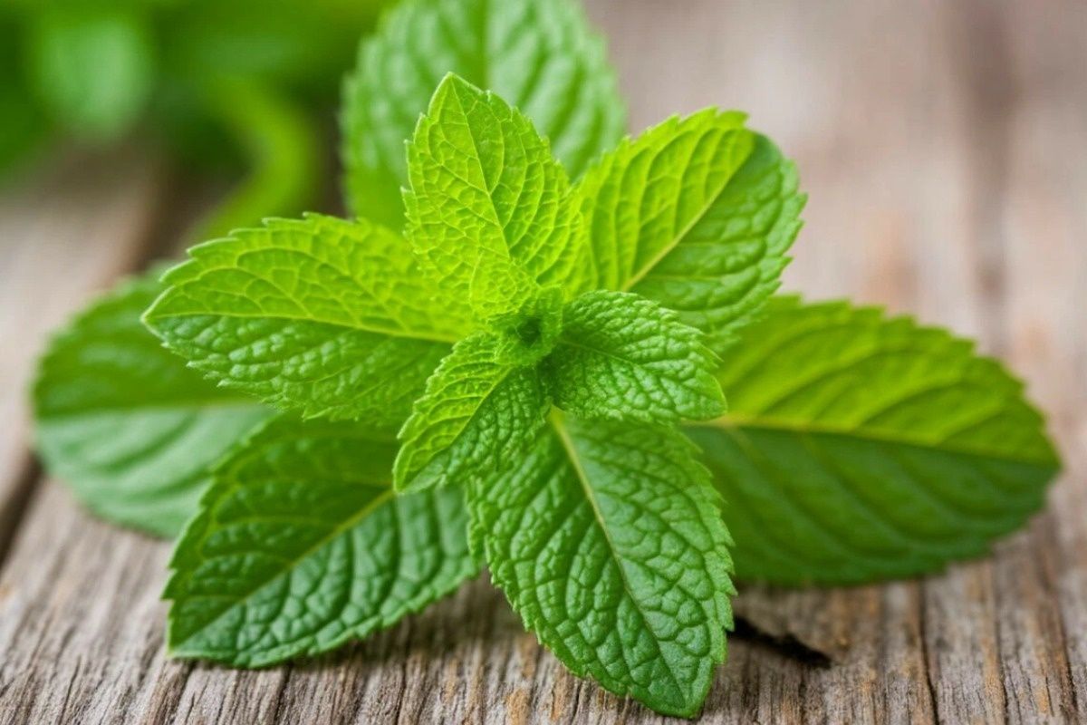 ������� ��������: ����, �������� � ����� ���� � ������ � �����������