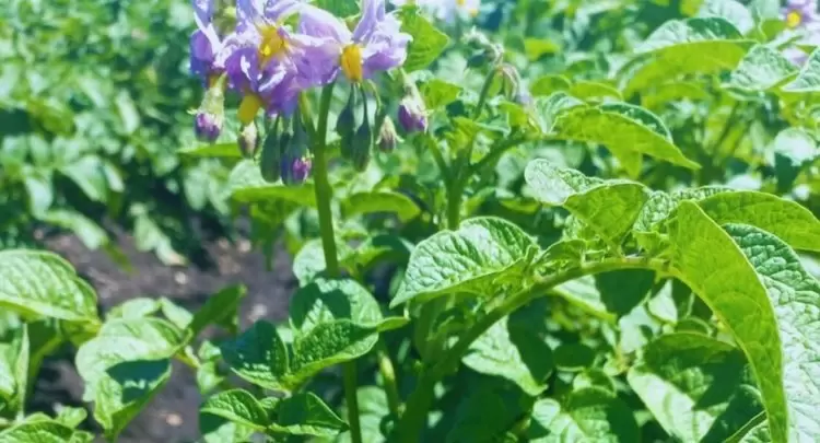 В Аргентине создан картофель для чипсов, не теряющий цвет даже при холоде