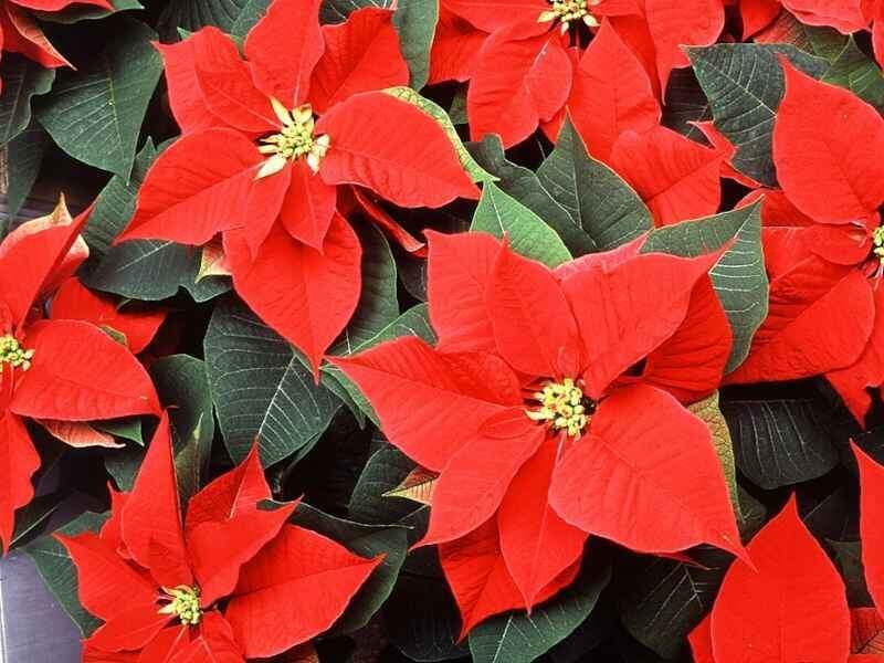 ������� ������� ����� �� �����������: ��� ��������� � �������� �� �����?