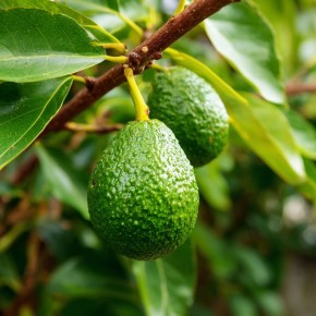 �������: ������� ����� ����������� ���������