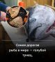 Погружение в мир деликатесов: голубой тунец и его удивительные соперники